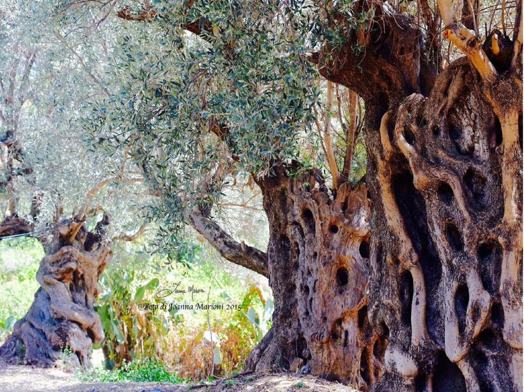 Villa La Lumia B&B Suites & Apartments Agrigento Exterior foto